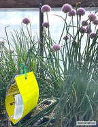 Yellow Sticky Aphid Whitefly Trap Pack of 15