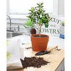 Olive Tree Potting Soil Mix (12 Quarts), for Planting, Repotting, and Growing Olive Bushes/Plants