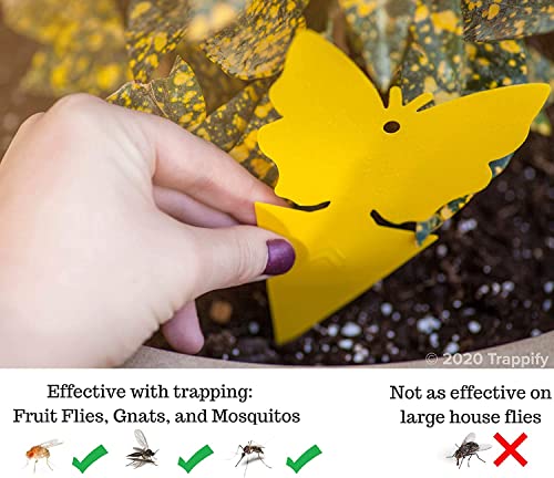 Trappify Sticky Gnat Traps for House Indoor - Yellow Fruit Fly Traps for Indoors/Outdoor Plant - Insect Catcher White Flies, Mosquitos, Fungus Gnat Trap, Flying Insects - Disposable Glue Trapper (12)