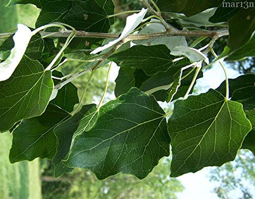 CZ GRAIN 10 Fast Growing Trees - 10 Hybrid Poplar Tree Cuttings - Fast Growing Shade or Privacy Trees - Very Attractive and Good for The Enviornment