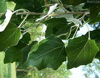 CZ GRAIN 10 Fast Growing Trees - 10 Hybrid Poplar Tree Cuttings - Fast Growing Shade or Privacy Trees - Very Attractive and Good for The Enviornment