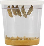 Insect Lore Butterfly Garden Kit, Painted Lady Butterfly Kit with Voucher for Live Caterpillars, Butterfly Habitat, STEM Journal & More