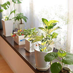 Garsum 84 Traps Sticky Houseplant Traps Gnat Yellow Insect Trap Indoor Fruit Fly Stakes Trap