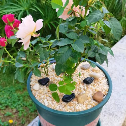 GHYTMTHOT 12lb Coarse Sand Stone,Silica Sand for Plant,Soil Cover Succulent and Cactus Bonsai Horticultural Sand,Natural Decorative Sand for Vases Fillers.