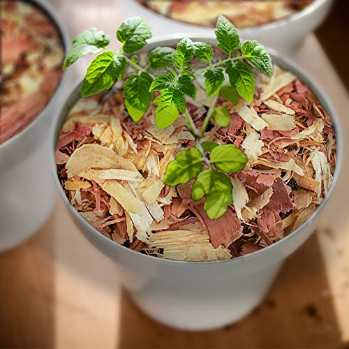 100% Natural Cedar Shavings | Mulch | Great for Outdoors or Indoor Potted Plants (8 Quarts)