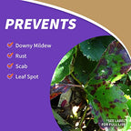 Bonide 2003 Captain Jack's Fruit Tree Spray, Insect& Disease Control Spray for Organic Gardening, 32 oz. C - Quantity 1