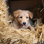 Natural Wheat Straw - 5 LB Dry Straw, Clean and Soft Decorative Straw Bale for Stray Cats Dogs Yard Farm Pets Garden Mulch Grass Cover