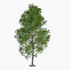 CZ GRAIN 10 Fast Growing Trees - 10 Hybrid Poplar Tree Cuttings - Fast Growing Shade or Privacy Trees - Very Attractive and Good for The Enviornment