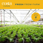 Costa Farms Live House Plants (6 Pack), Easy Grow Houseplants, Potted in Indoor Garden Plant Pots, Grower's Choice Clean Air Purifier Planter Set, Potting Soil Mix, Gift for Home and Office Decor
