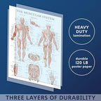 16 Pack - Anatomical Posters - Laminated - Muscular, Skeletal, Digestive, Respiratory, Circulatory, Endocrine, Lymphatic, Male & Female, Nervous, Spinal Nerves, Anatomy Charts - 18" x 24"