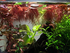 30+ Red Root Floater - Live Aquarium Plants - 4oz Cup