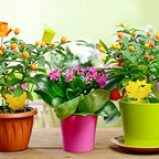 50 Pack Yellow Sticky Traps, 2 Patterns Fruit Fly Fungus Gnat Trap for Indoor/Outdoor Use, Houseplant Sticky Bug Insect Catcher Glue Trappers