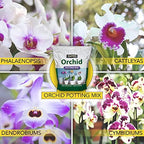 Harris Premium Orchid Potting Mix, Optimal Coarse Mix for All Types of Orchids, 4qt