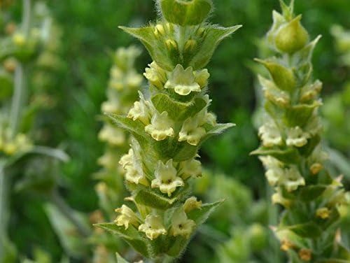Greek Mountain Tea Seeds (Sideritis syriaca) Packet of 20 Seeds