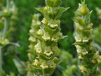 Greek Mountain Tea Seeds (Sideritis syriaca) Packet of 20 Seeds