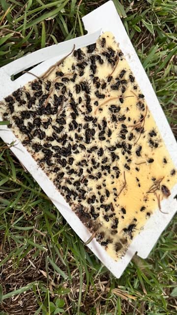Trapper Max Glue Traps 72 Glue Boards Trap Mouse Bugs Insects Bed Bugs Spiders Cockroaches Non-Toxic, w