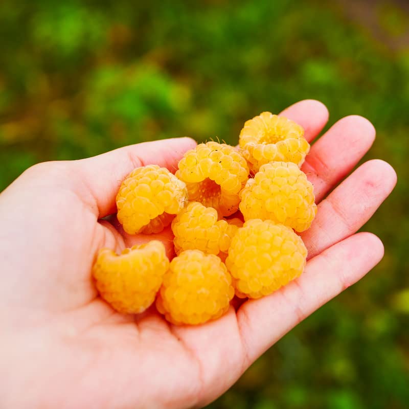 2 Golden Everbearing Raspberry Plants Live for Planting Outdoors, Sweet Raspberry Bareroots Starter Plants, Yellow Raspberry Bushes