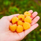 2 Golden Everbearing Raspberry Plants Live for Planting Outdoors, Sweet Raspberry Bareroots Starter Plants, Yellow Raspberry Bushes
