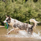 ChuckIt! Zipflight Flyer Dog Frisbee & Dog Toy that Floats; Gentle On Dog's Teeth and Gums; Medium
