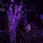 Dazzle Bright 2 Pack Halloween Fairy String Lights, Total 80FT 240 LED Solar Powered Fairy Lights with 8 Modes, Waterproof Copper Wire Lights for Outdoor Christmas Yard Party Patio (Purple)