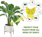 Glovv 36 Pack Fruit Fly Traps for Indoors, Fungus Gnats Killer Trap, Yellow Sticky Traps for Plant Gnat for Houseplant, Mosquitos, Flying Insect, White Flies