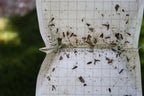 Codling Moth & Oriental Fruit Moth Trap (2 Pack, 8 Week)
