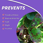 Bonide Fruit Tree & Plant Guard, 16 oz Concentrate, Multi-Purpose Fungicide, Insecticide and Miticide for Home Gardening