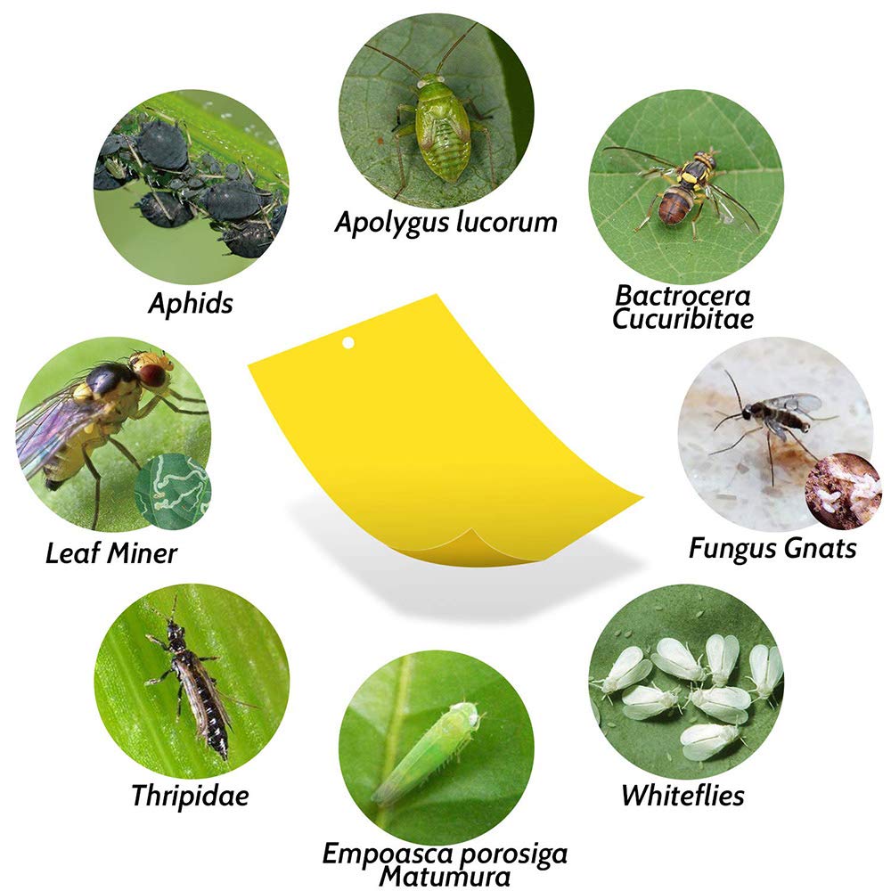 Kensizer 50-Pack Fruit Fly Trap, Yellow Sticky Gnat Traps Killer for Indoor/Outdoor Flying Plant Insect Like Fungus Gnats, Whiteflies, Aphids, Leaf Miners - 6x8 in, Twist Ties Included