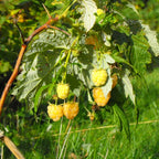 2 Golden Everbearing Raspberry Plants Live for Planting Outdoors, Sweet Raspberry Bareroots Starter Plants, Yellow Raspberry Bushes