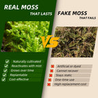 Live Moss 4-Pack (Each 3.5"x7") – Real Mixed Moss for Terrariums, Reptile Habitats, Fairy Gardens & Potted Plants – 4 Random Varieties, Easy to Revive, Natural Green Decor