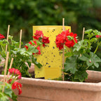 Gideal 30-Pack Dual-Sided Yellow Sticky Traps for Flying Plant Insect Such as Fungus Gnats, Whiteflies, Aphids, Leafminers,Thrips - (6x8 Inches, Included 30pcs Twist Ties)