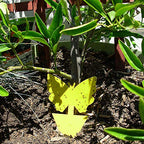5 Pack - Sticky Yellow Butterfly Bug Traps for - Fruit Fly, Gnat Trap, White Flies, Mosquito, Fungus Gnats, Flying Insects Indoor/Outdoor Use