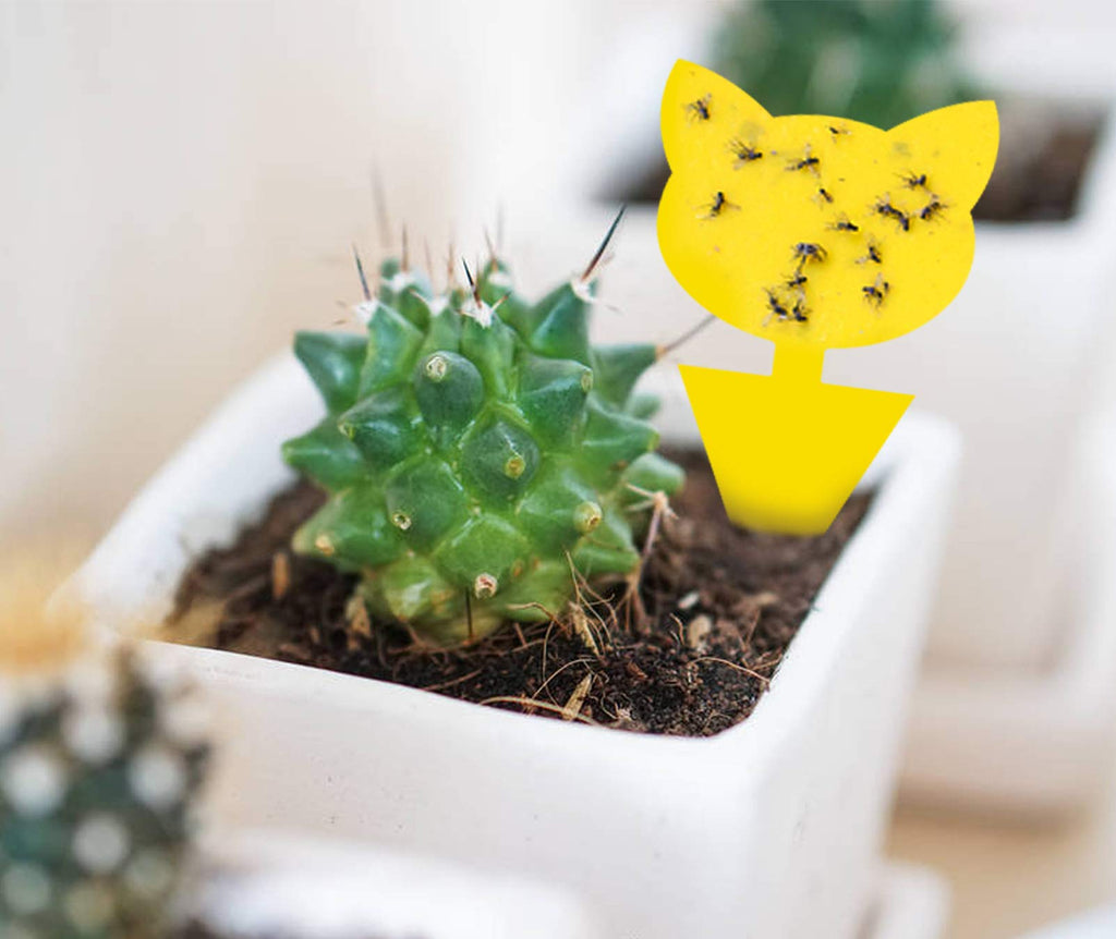 48 Pack Yellow Sticky Traps Gnat Trap, Sticky Trap Gnat Killer Indoor, Fruit Fly Traps Fungus Gnat Trap Insects Flies House Plant Trap Bug Sticky Traps for House Indoor
