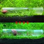 Planaria Trap Leech & Flatworm Trap/Catcher for Shrimp Tank or Aquarium by Awesome Aquatic (Glass 3 Holes)