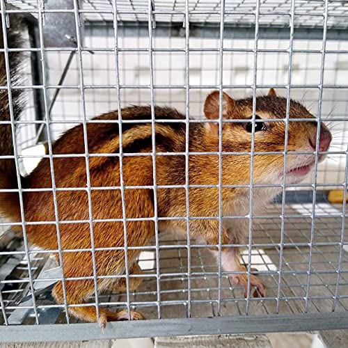 POlAFLEX Rat Traps Outdoor and Indoor, Single Door Cage Rodent Trap, Live Traps for Chipmunks, Catch and Release, Chipmunk Traps That Work for Rats, Mice, Chipmunks, and Other Small Size Animals