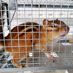 POlAFLEX Rat Traps Outdoor and Indoor, Single Door Cage Rodent Trap, Live Traps for Chipmunks, Catch and Release, Chipmunk Traps That Work for Rats, Mice, Chipmunks, and Other Small Size Animals