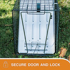 HOMESTEAD 2-Pack Live Animal Trap - Specialized for Raccoons, Opossums, Groundhogs, Skunks, Feral Cats, Squirrels - Heavy Duty Steel Traps, 1-Door, Green, Humane Catch & Release Animal Trap,89-302