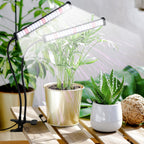 GooingTop Grow Light 100W 6000K, Super Bright White Desktop Clip Plant Lamp for Seedlings Succulents Seeds Starting Indoor Plants Growing,Bendable Gooseneck & Timer 4 8 12 H