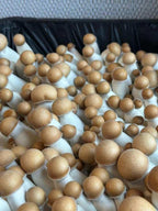 Myco Labs Premium Bulk Mushroom Substrate Mix | Fully Pastuerized | Maximum Yield | for Dung & Grain Loving Mushrooms (5 LBS)