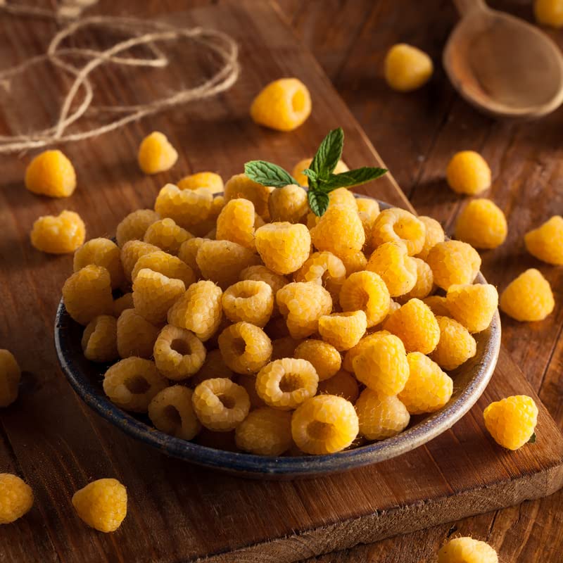 2 Golden Everbearing Raspberry Plants Live for Planting Outdoors, Sweet Raspberry Bareroots Starter Plants, Yellow Raspberry Bushes