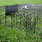 Rugged Ranch Squirrelinator 2 Door Small Metal Wire Pest Control Animal Cage Trap for Live Chipmunk, Squirrel, Rat, Mouse, and Rodent, Black