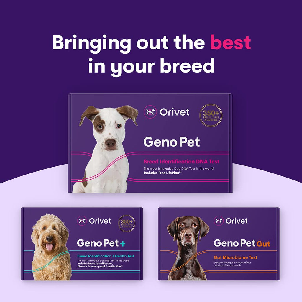 Orivet Genopet Dog DNA Test | Dog Breed Test Kit, Genetic Testing, Heritable Health Risks and Life Plan