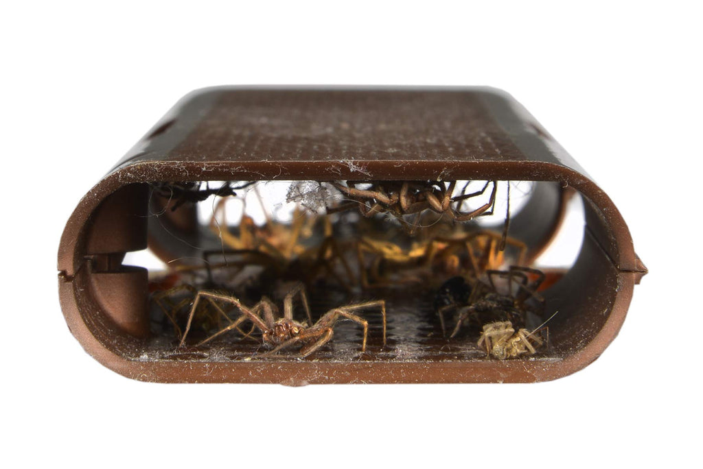 RESCUE! Spider Traps – Catches Brown Recluse, Hobo Spiders, Black Widows & Wolf Spiders - 3 Pack (9 Traps)
