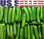 US Grown! 30+ Persian Beit Alpha (a.k.a. Lebanese) Cucumber Seeds Heirloom Non-GMO Burpless Sweet Non-Bitter and Acid Free, Crispy and Sweet, Fragrant and Delicious, Cucumis sativus, Grown in USA!