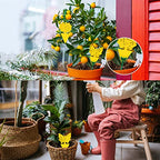 Stingmon 60 Pack Sticky Traps Indoor Plants Fruit Fly Traps, Yellow Sticky Trap Killer for Insects, Fungus Gnat Traps Sticky for House Plants Bugs