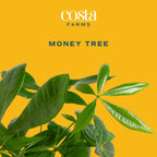 Costa Farms Money Tree Plant, Indoor Live Mini Bonsai, Easy Care Pachira in Modern Decor Planter, Potted in Potting Soil, Great Graduation Gift, Tabletop, Desk, Home Decor, 10-Inches Tall
