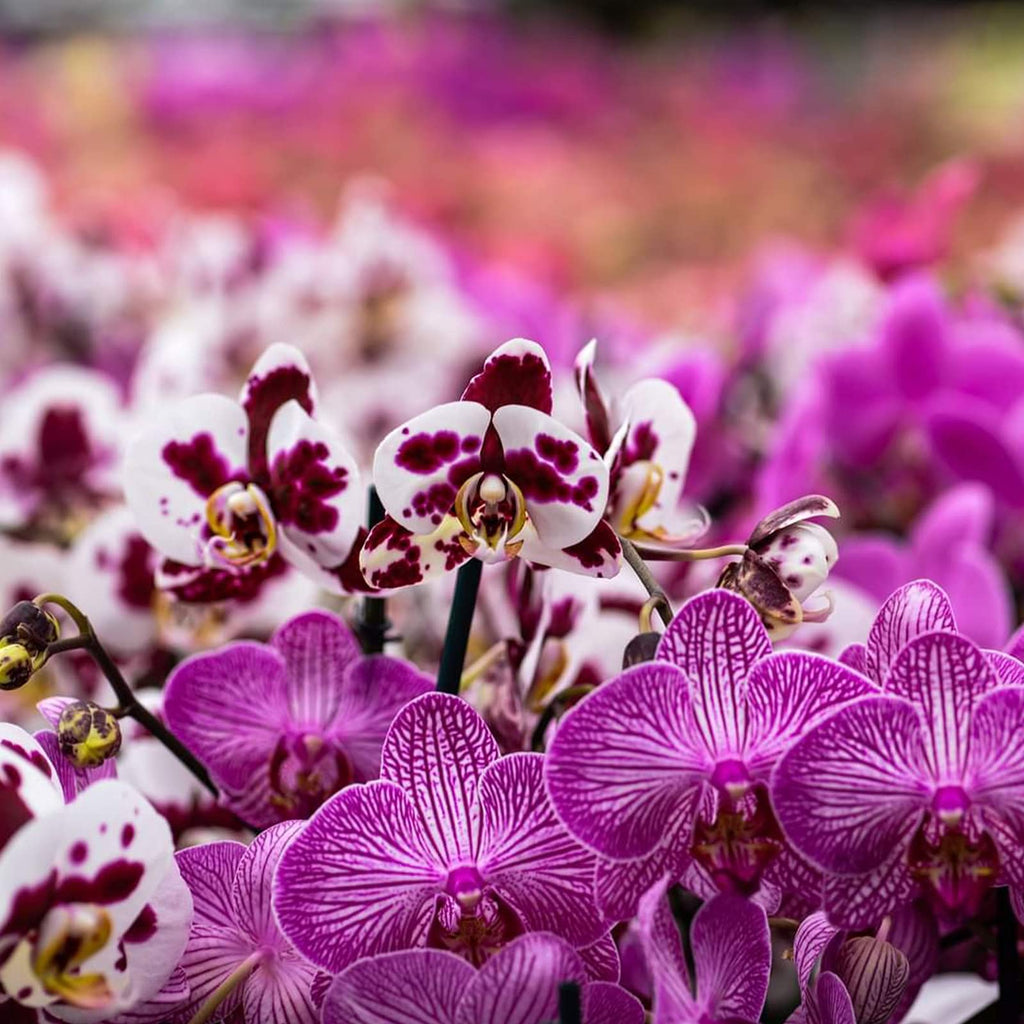 Orchid Potting Mix Orchid Bark, Mix Pine Bark and Perlite, Good Drainage and Water Retention (4 Quart)