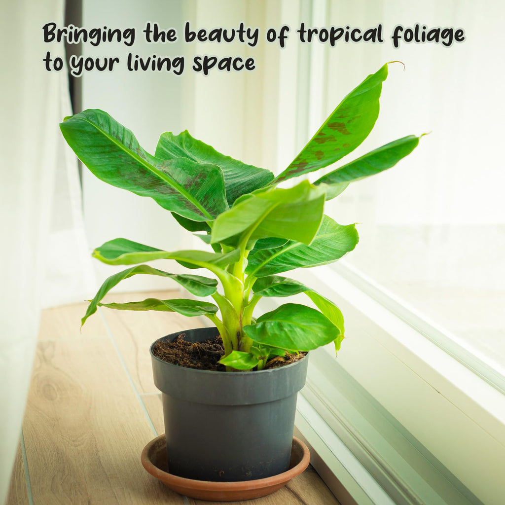 Banana Tree Potting Soil Mix (12 Quarts), Hand Blended Mixture for Banana Plants