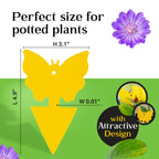 Fruit Fly and Gnat Traps | Great for Indoors and Outdoors | Also for Ants, Moths, Spiders, Flies | Easy to Use | Easy to Dispose