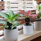 200 Sheets Fruit Fly Traps Sticky Traps for Fruit Fly Gnat Trap for House Indoors Sticky Traps Catcher for Gnats Fungus Gnats Mosquito Catcher Traps for Kitchen Outdoor Plants (Black)